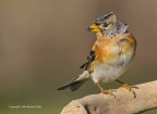 Peppola (Fringilla montifringilla)
