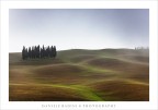 ..i soliti cipressi.....
