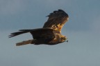 falco di palude