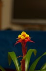Fiore di casa