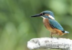 martino equilibrista