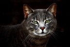 Gatto ritratto