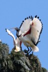 Ibis sacro