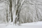 dopo le prime nevicate il crinale era un unico manto bianco...la bellezza di questo faggio mi ha subito colpito...