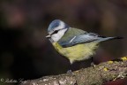 Cinciarella(Patus caeruleus)