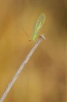 Eleganza