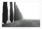 cipressi che scompaiono