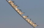 equilibristi