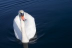 Sul Lago Maggiore i Cigni son sempre in cerca di cibo