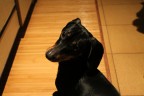 Il mio primo scatto con la Canon EOS 1100d