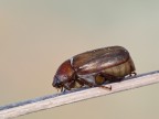 ..cicciottello...