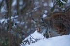 Lince in cattivit ma non facile da trovare (Parco Nazionale d'Abruzzo, Lazio, Molise)
Esposizione 1/500 sec. f.5,6 ISO 1600 Focale 280 mm.