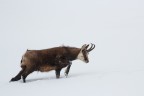 Il duro inverno