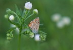 farfallina