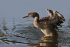 Podiceps cristatus (Svasso Maggiore)