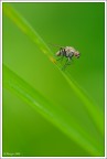 Mosca