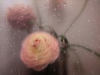 Queste sono alqune delle immagini di fiori a modo mio, simili a quelle di un altro utente di questo sito, ma le sue sono superiori, ovvio. Le metto  perch a me piacciono e , volendo iniziare una piccola serie,  vi chiedo consigli e pareri. Grazie allora inizio una piccola serie.
