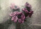 Queste sono alqune delle immagini di fiori a modo mio, simili a quelle di un altro utente di questo sito, ma le sue sono superiori, ovvio. Le metto perch a me piacciono e , volendo iniziare una piccola serie, vi chiedo consigli e pareri. Grazie allora inizio una piccola serie.