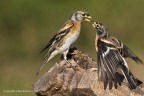 Peppola (Fringilla montifringilla)