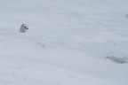 Bianco nel bianco