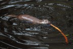 Lontra