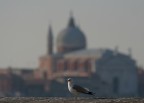 avvistata da angelo e alberto nava, in compagnia di menotti passarella e luisella fontolan, e da me immortalata con lo sfondo della chiesa del redentore, questa rara e unica (per l'italia) gavina americana il 07.01.2007 a Venezia.
per approfondimenti:
http://www.surfbirds.com/blog/birdingitalynet/
passate oservazioni in italia:
http://www.ebnitalia.it/QB/QB006/gavame.htm
http://www.ebnitalia.it/QB/QB012/gavame.htm
ciao gigi
