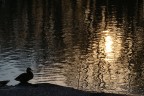 Una papera sul bordo di un laghetto in un parco di Forl.
ISO-100, f/16, 1/250 sec., dist focale 55 mm, modalit esposizione Ponderata centrale.
Lo scatto voleva ritrarre la silhouette della papera e cogliere l'effetto del sole sul laghetto increspato. La papera  forse poco centrata a causa di elementi di disturbo sul lato sinistro.
Se qualcuno ha altri commenti o critiche da fare sono sempre ben accetti, ho tantissimo da imparare!