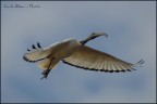 Ibis Sacro