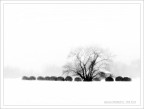 inverno in campagna
