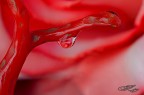 Corallo Rosa