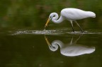 Riflesso