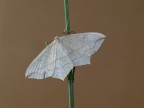 falena bianca