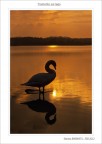 Tramonto sul lago
