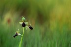 Orchidea selvatica