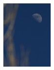 sar la luna tra le piante