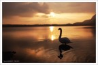 the swan song