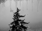 albero, stalattiti e una goccia sulla vallata albero, stalattiti e una goccia sulla vallata