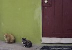 Gatti del Po