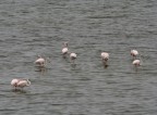 ecco il massimo che sono riusciuto a fare (finora) nel delta del po