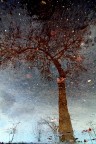 Cielo stellato in pozzanghera