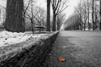 Il viale d'inverno