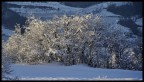 sole vs neve