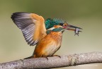 Martin pescatore comune (Alcedo atthis)  femmina