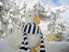 Un'assolata giornata di neve...