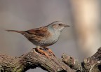 Passera scopaiola