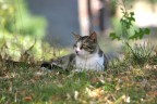 Simpatico micio che viene al ristorante (cio a scroccare da noi :) ) quando siamo in campagna
