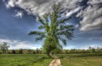 Mi interessava questo sentiero appena abbozzato tra i campi, sovrastato da questo albero solitario dalla chioma tentacolare.