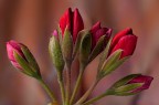 Red Buds