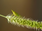Dictyophara europea