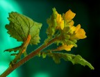 Jallow Flowers